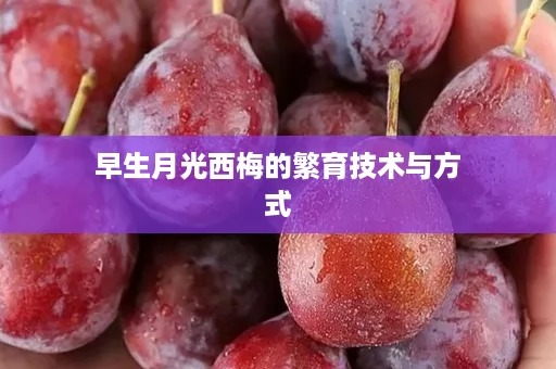早生月光西梅的繁育技术与方式