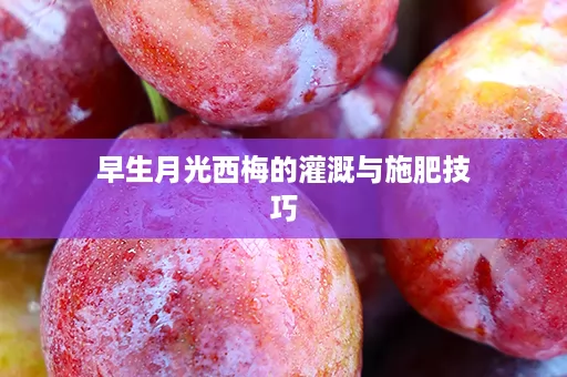 早生月光西梅的灌溉与施肥技巧